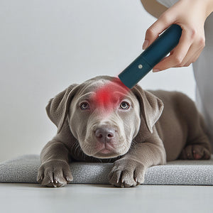 Led Red Light Infrared Therapy Device For Pet Bone Fracture Wound Healing Portable Timer 200mw Cm2