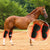 Red Light Infrared Pet Sports Injury Recovery Horse Knee Portable Phototherapy Device Kit