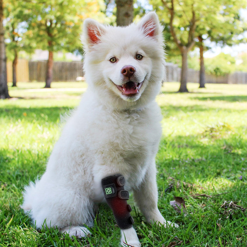 Pet Physical Therapy Device For Small Animals Leg Injury Recovery Wound Healing Fracture Healing Anti Lick Portable Timer