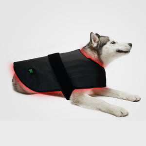 Medium Pet Red Light Infrared Therapy Device For Cat Dog Back Abdomen Injury Fracture Healing Portable Timer