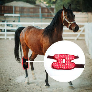 Red Light Infrared Pet Sports Injury Recovery Horse Knee Portable Phototherapy Device Kit
